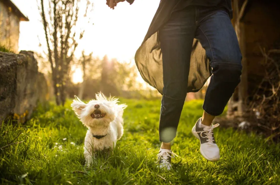 Pet Care Made Easy Tips for Owners With No Time to Spare