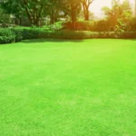 Why Zoysia Grass Is a Smart Choice for Drought-Prone Lawns