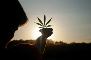 The Growing Trend of Cannabis Delivery Services What You Need to Know